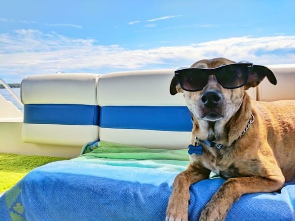 Top campings du sud de France où les chiens sont admis